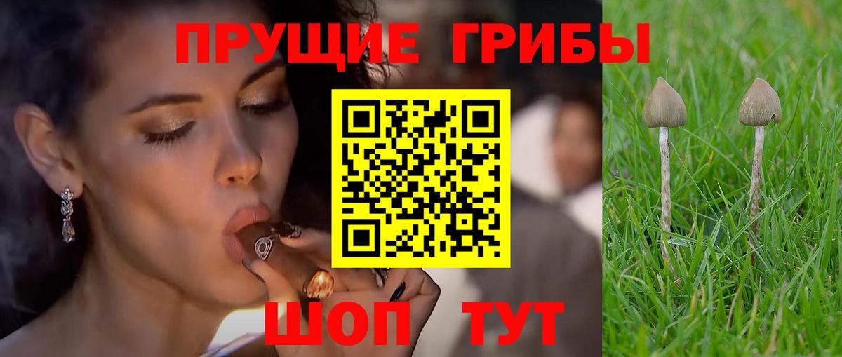 Верхняя Пышма  Псилоцибиновые грибы мицелий  Вход с VPN 